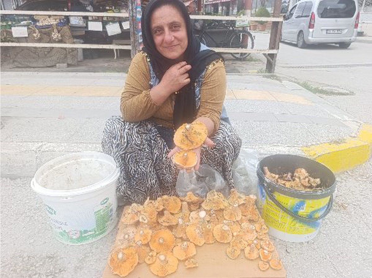 Çorum Osmancık'ta kalınca mantarının kilosu 200-250 TL arasında satılıyor