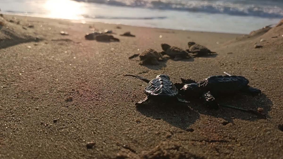 Kuşadası Davutlar'da 22 caretta caretta yavrusu denize ulaştırıldı