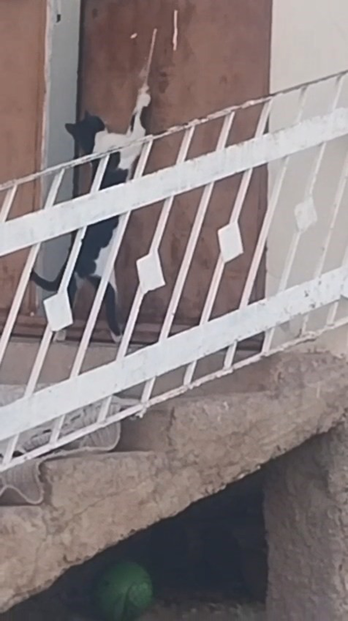 Elazığ'ın Çağlar köyünde kedi, kapı koluna asılan ipi çekip kapıyı açtı, içeri girdi