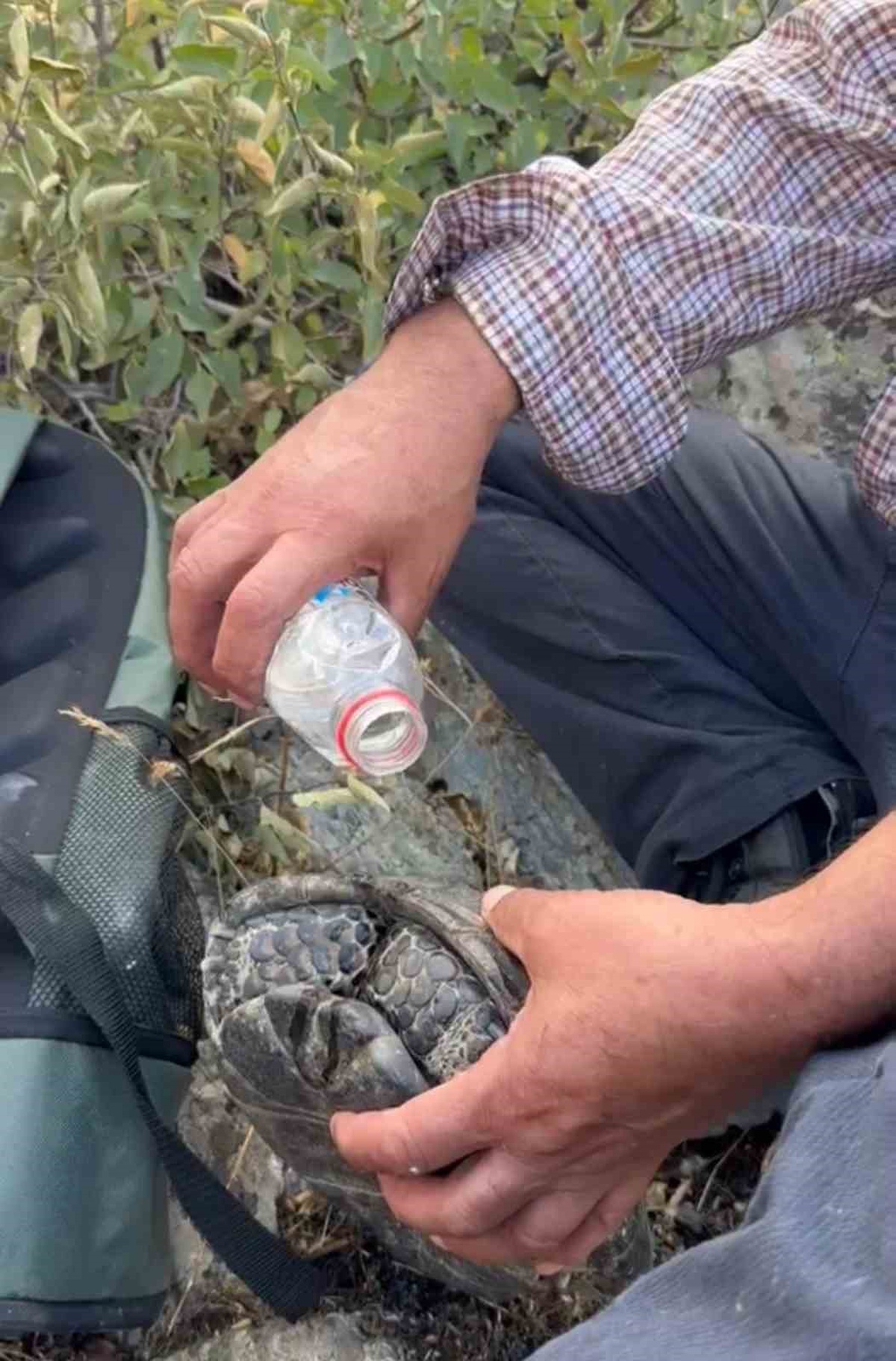 Elazığ Palu'da alevlerden kaçan kaplumbağa vatandaşların suyuyla kurtarıldı