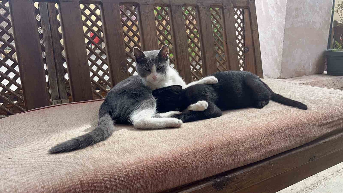 Kastamonu'da annesi emzirmeyi reddedince kardeşini emen kedi, büyüse de vazgeçmiyor