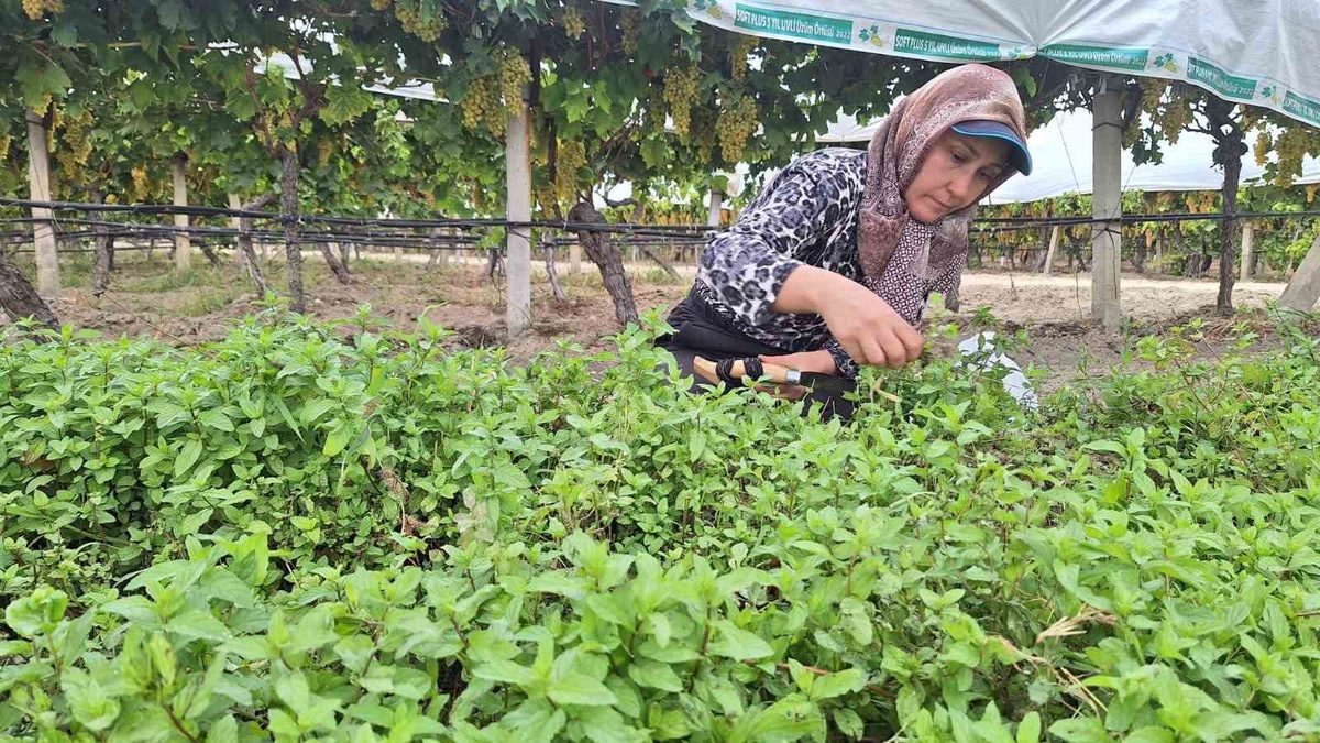 Manisa Sarıgöl'de ev kadınları kışlık tarhana için nane hasadına başladı