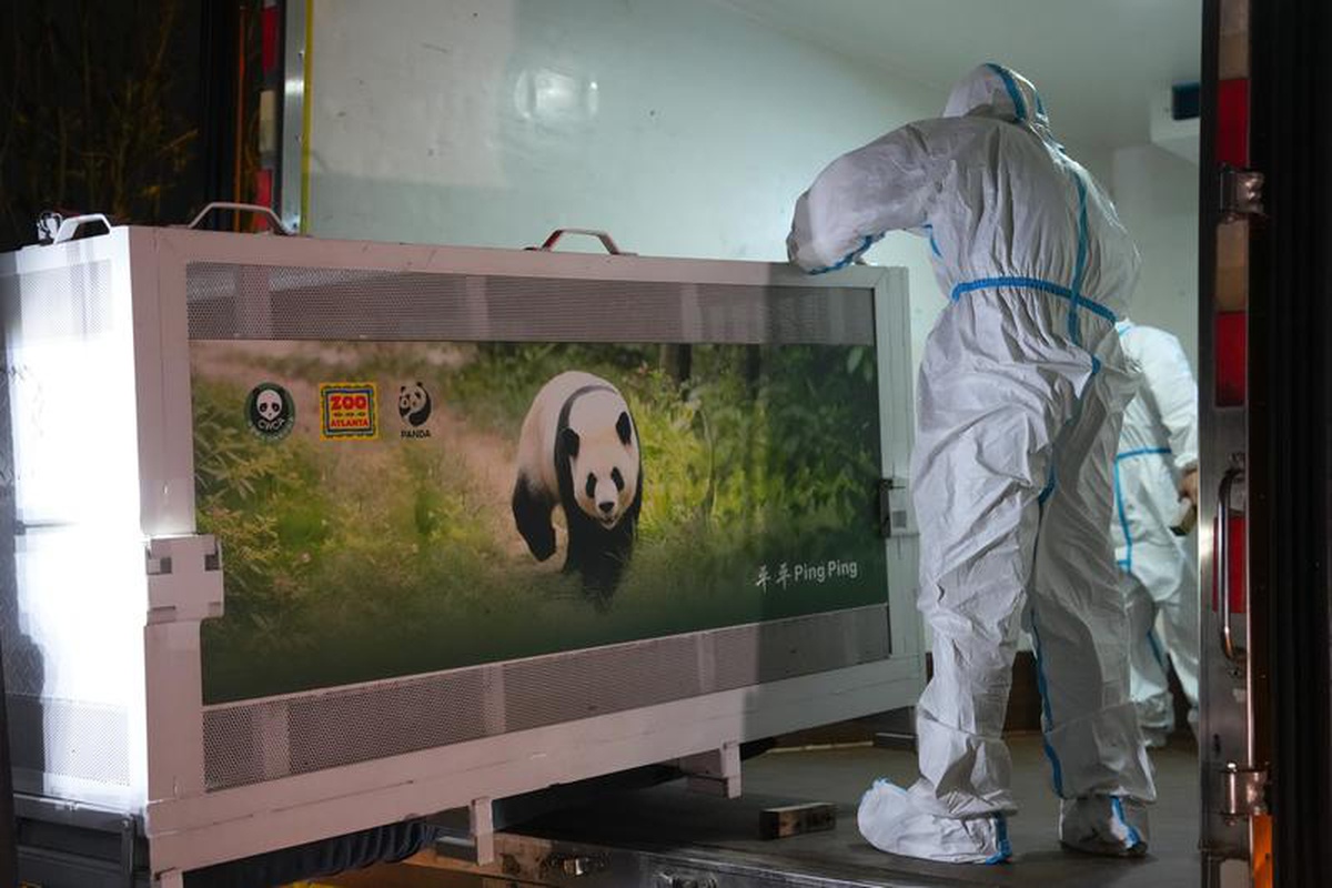 Pingping ve Fushuang adlı dev pandalar Chengdu'dan ABD'ye uçakla yola çıktı