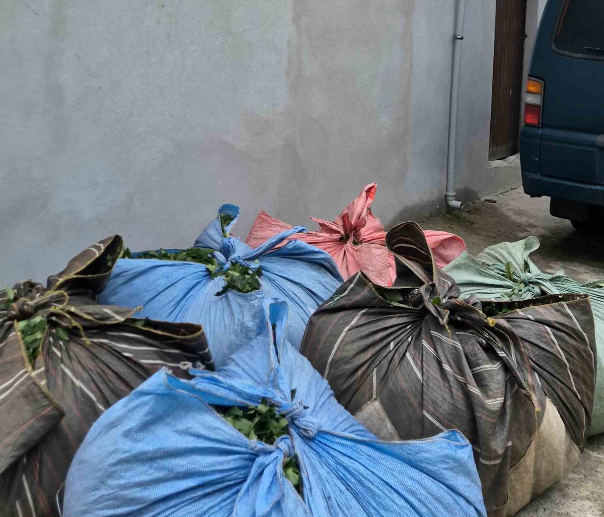 Rize'de elektrik kesilince çay teleferiği V2L'li araçla çalıştı, hasat kurtuldu