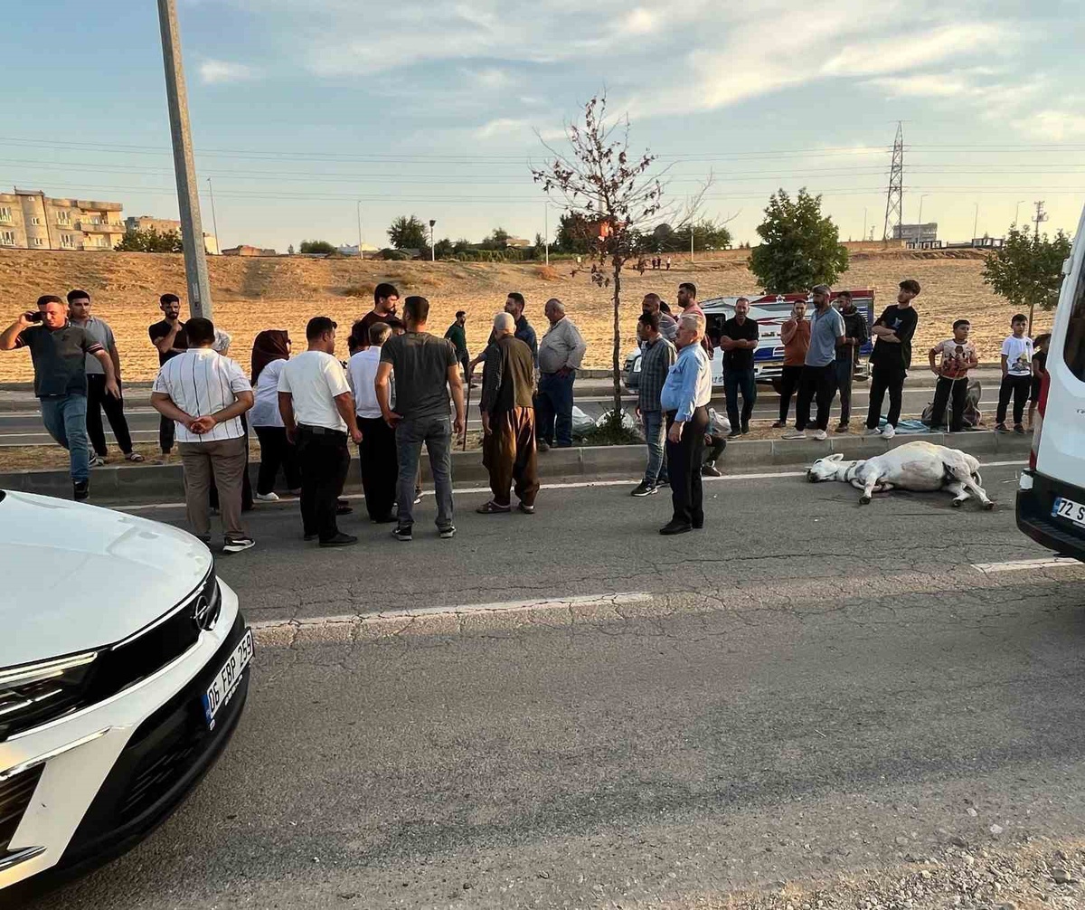 Batman'da hafif ticari araç, Balpınar girişinde eşeğe çarptı; eşek telef oldu
