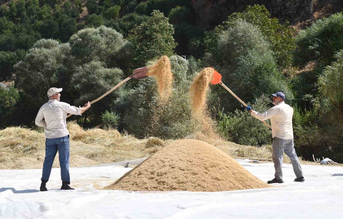 Bitlis Çeltikli köyünde 200-250 yıldır aynı tohumla üretilen çeltiğin hasadı başladı