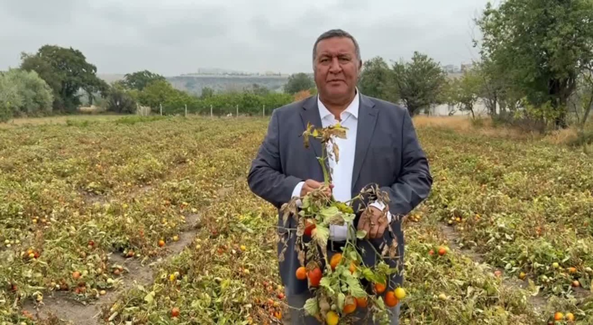 CHP'li Gürer, domates üreticisinin ürününü değerinde satamadığını söyledi