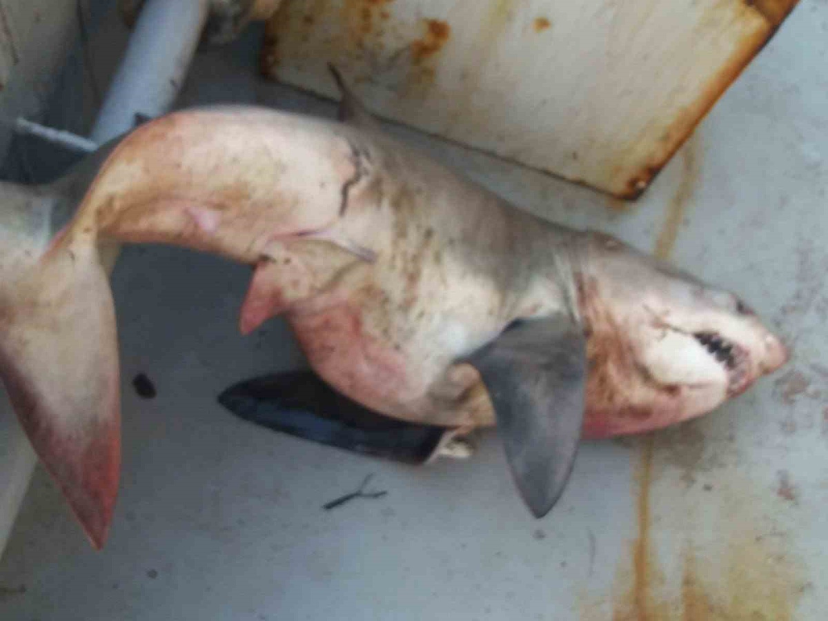 Saros'ta ağları toplayan balıkçılar orkinos sandı! Tekneden 65 kiloluk köpek balığı çıktı