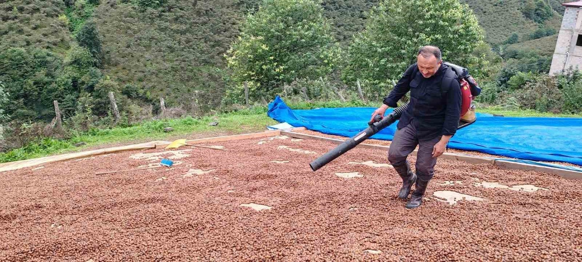 Giresun'da fındık üreticisi, yağışta ıslanan ürününe körükle suni rüzgar veriyor