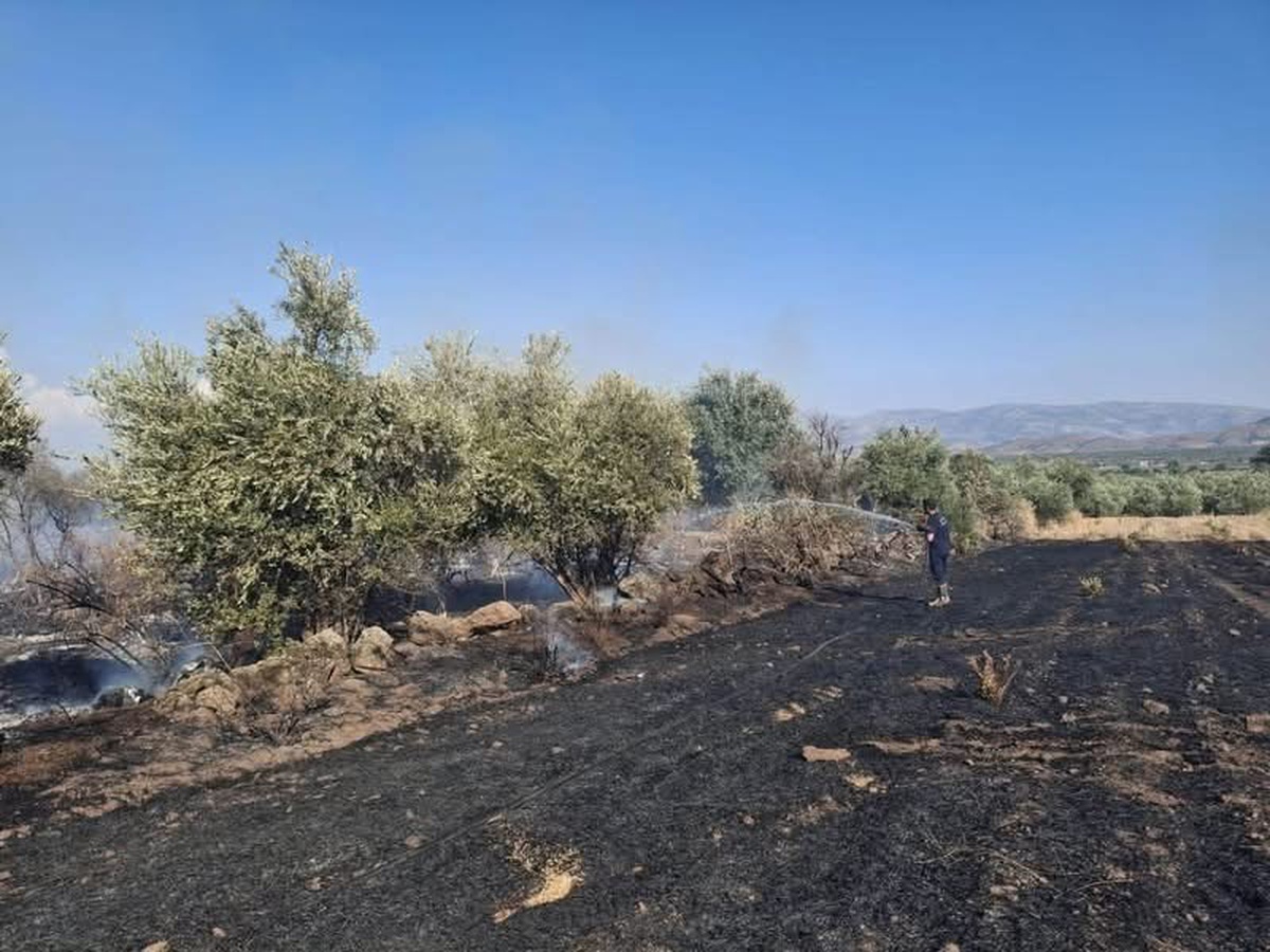 Hatay Hassa'da zeytinlik ve anız yangını Ardıçlı'da kısa sürede kontrol altına alındı