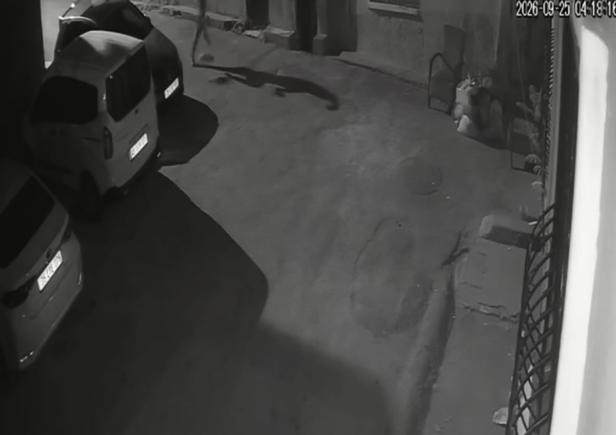 İzmir Konak'ta bir şahıs, sahibi olduğu köpeğe tekme atıp tasmayla sürükledi