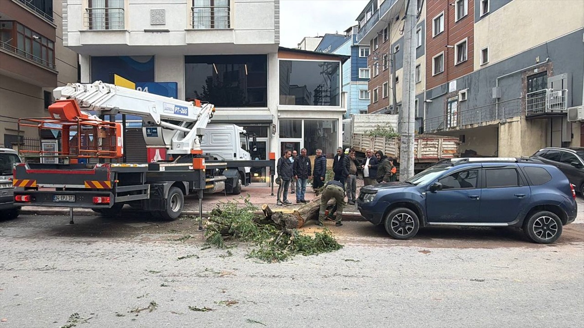 Kocaeli Gebze'de park halindeki cipin üzerine devrilen ağaç hasara yol açtı
