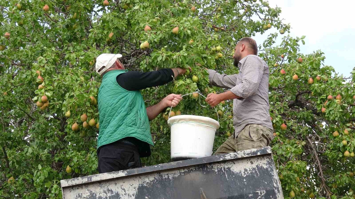 Malatya'da Akçadağ armudu hasadı başladı, fiyatlar 50-100 TL arasında