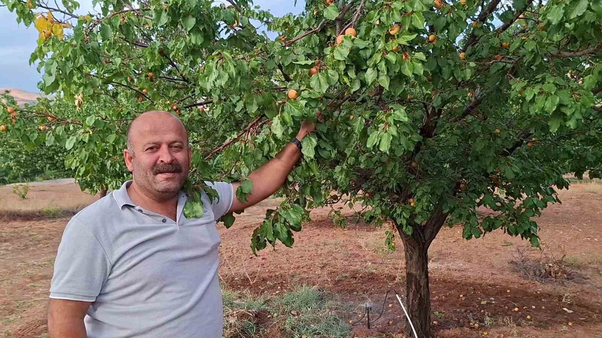 Malatya Kuluncak'ta hasadın ardından bir ay geçmesine rağmen kayısılar dalında duruyor