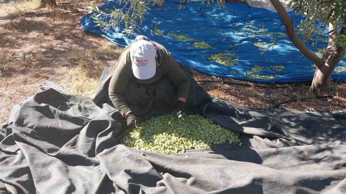 Mersin Mut'ta zeytin hasadında rekolte yüksek, fiyatlar 10-60 TL arası değişiyor
