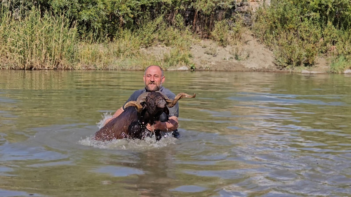 Muş Hasköy'de besici Erkan Türe, koyunlarını Karasu Nehri'nde kışa hazırlıyor