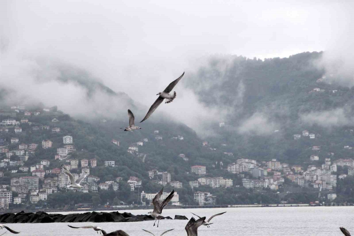 Ordu'da Boztepe, sisli havada martılarla doyumsuz manzaraya sahne oldu