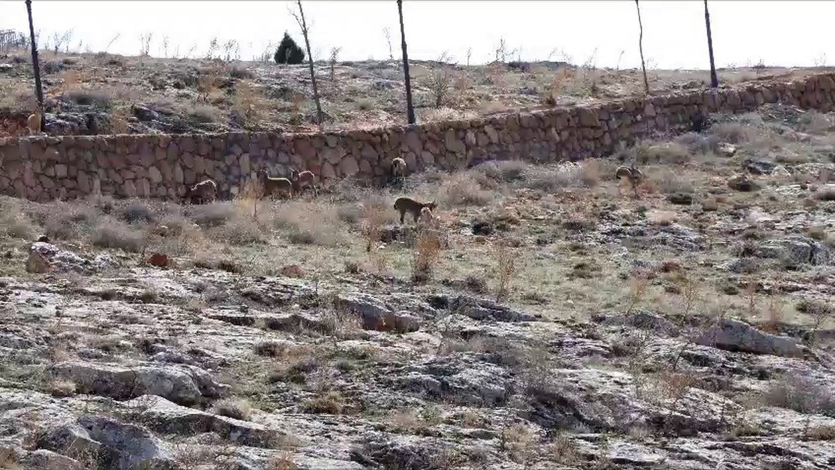 Sivas Divriği'deki cam seyir terası çevresinde dağ keçileri görüntülendi