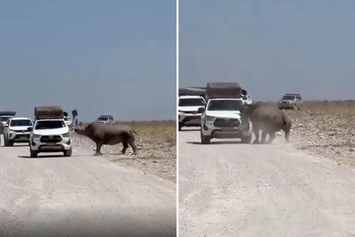 Turistlerin yüreği ağzına geldi! Bir tonluk dev hayvan arabayı parçalıyordu