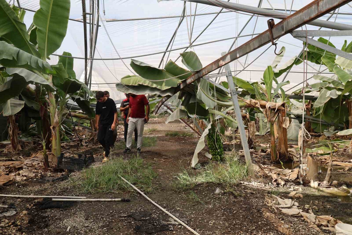 Adana İmamoğlu'nda fırtına yaklaşık 20 bin civcivi telef etti, muz serası zarar gördü