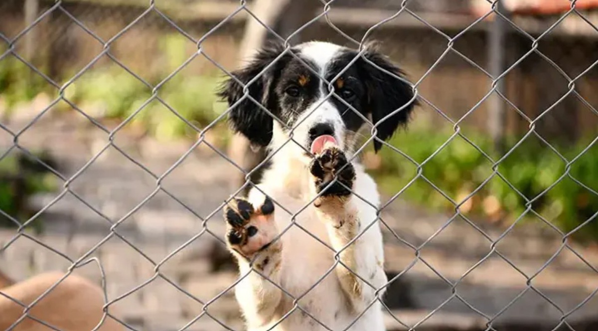 Ankara 23. İdare Mahkemesi, sahipsiz köpeklerin beslenme yasağını iptal etti