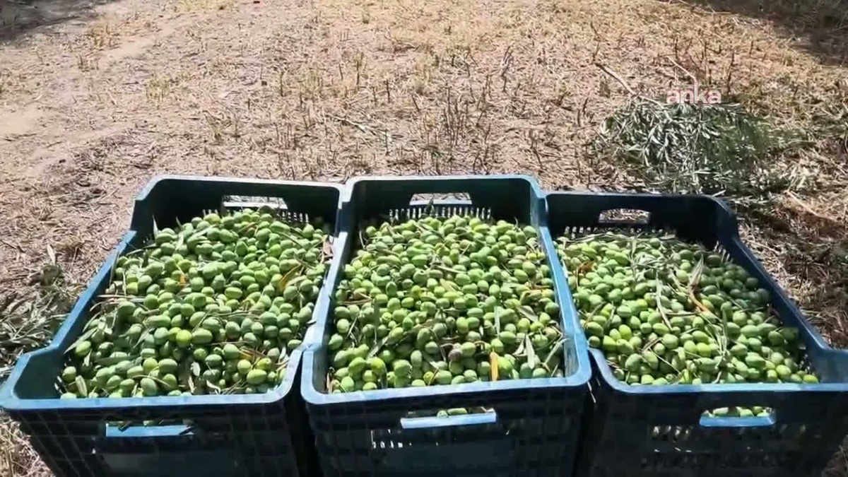 Aydın Karacasu'da zeytin işçisi 1500 TL yevmiyeyle geçinemediğini söyledi