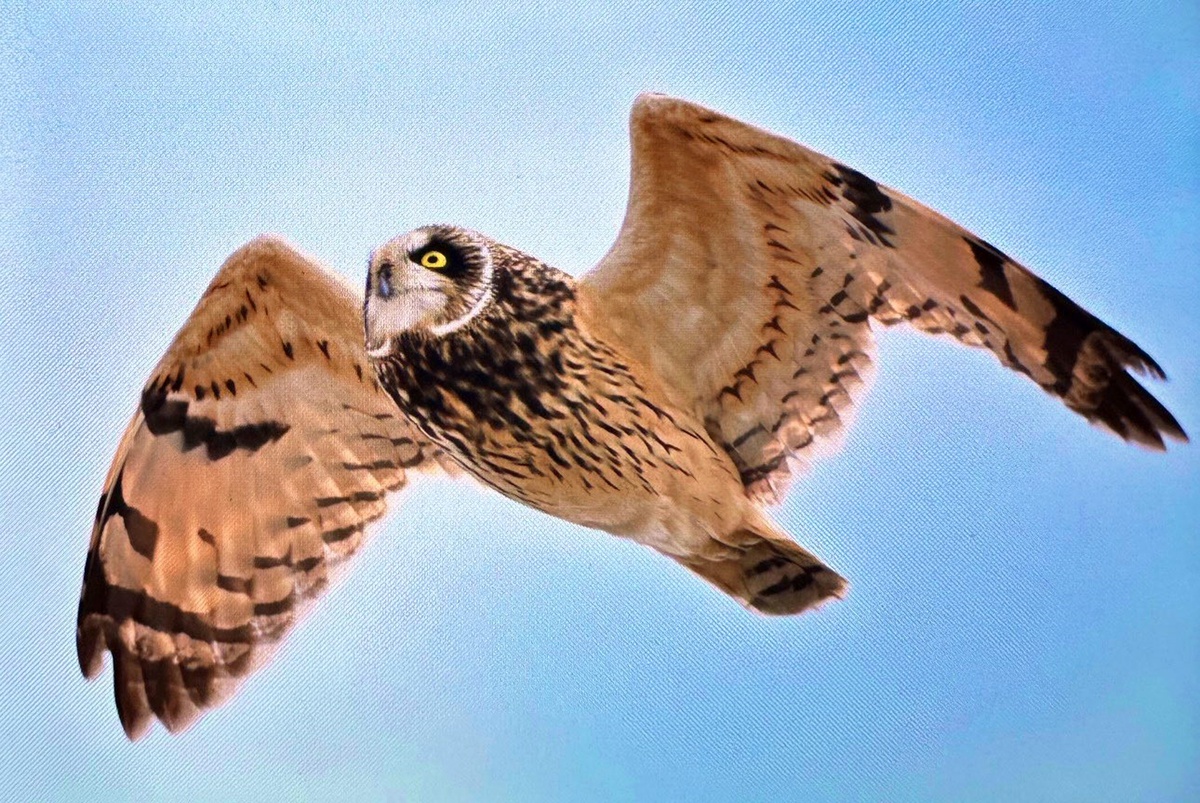 BirdLife raporuna göre 1843 göçmen kuş türünün yüzde 45'inin popülasyonu azalıyor