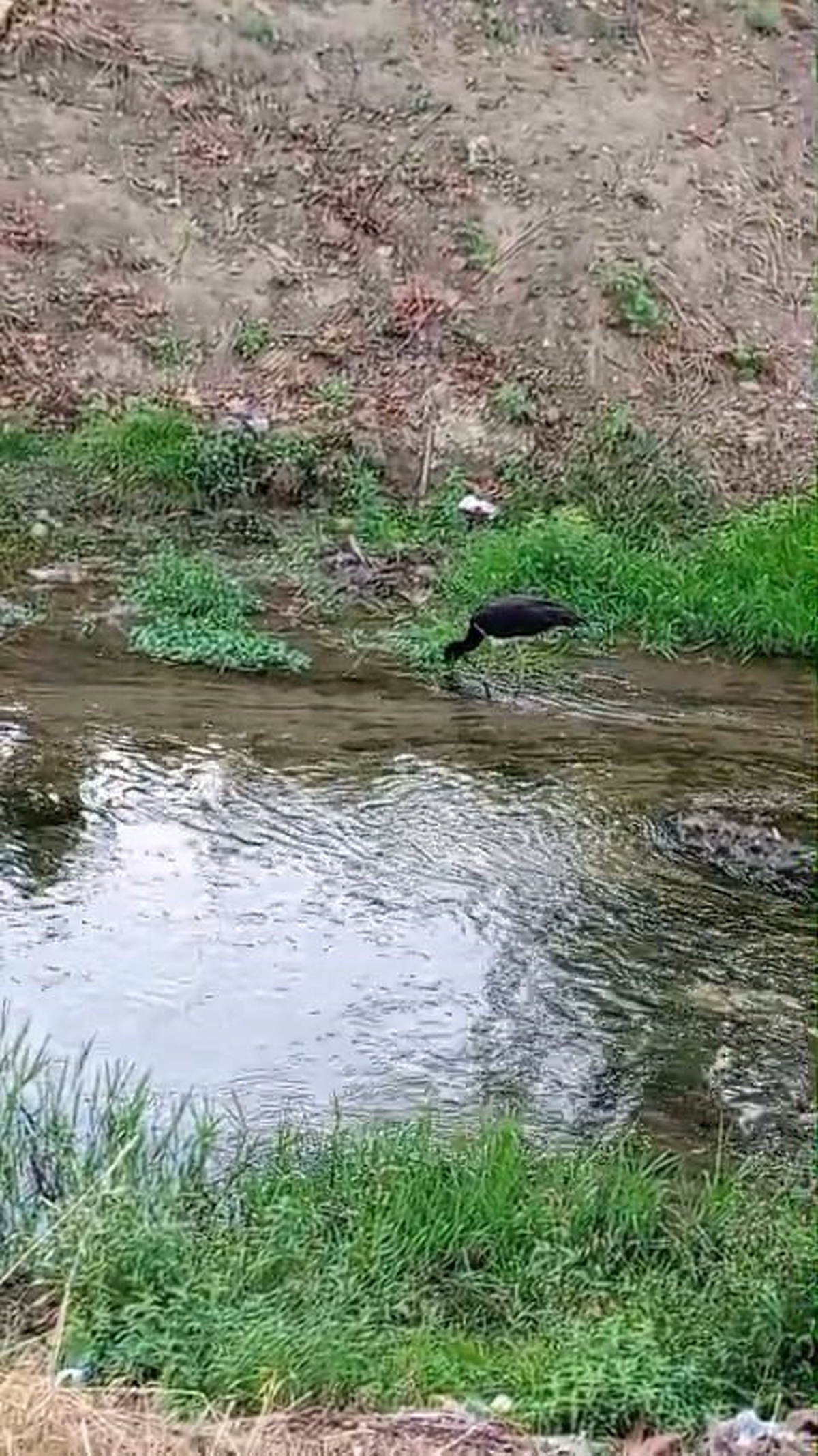 Bursa İnegöl'de nadir görülen kara leylek, dere kenarında beslenirken görüntülendi