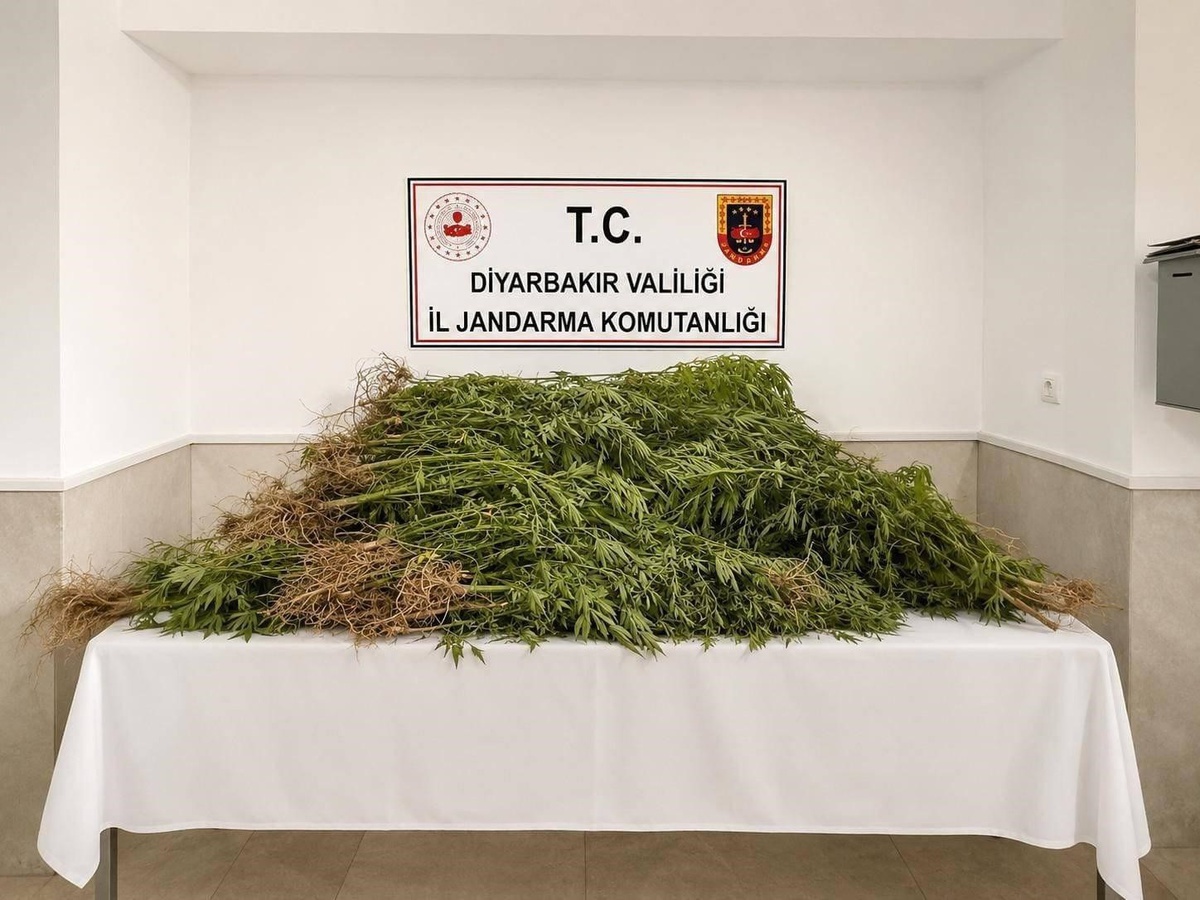 Diyarbakır'da uyuşturucu operasyonunda 144 bin 398 kök kenevir ele geçirildi