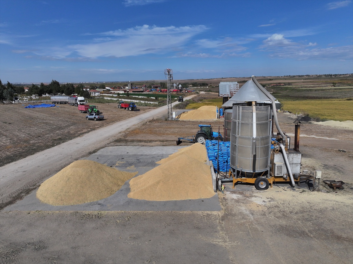 Edirne'de çeltik hasadı sürerken üreticiler devletten iyi fiyat açıklaması bekliyor