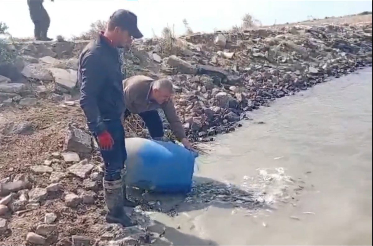 Edirne Meriç'te sulama kanalında mahsur kalan balıklar amatör balıkçılarca kurtarıldı