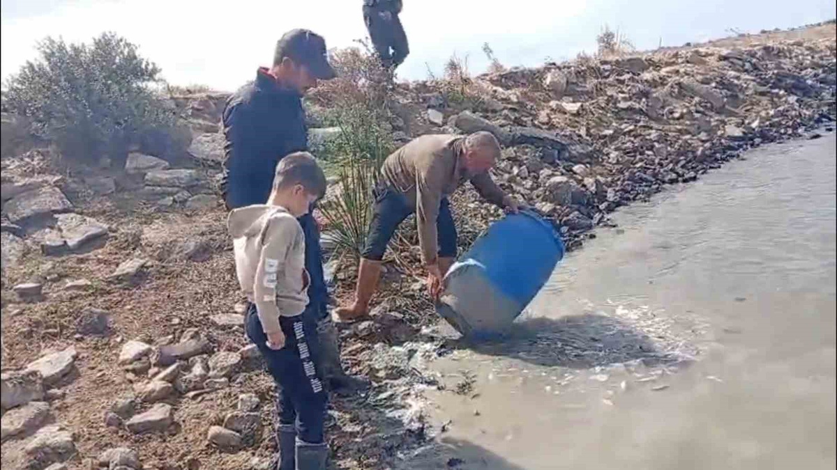 Edirne Meriç'teki Küplü beldesinde mahsur kalan balıklar göletlere bırakıldı