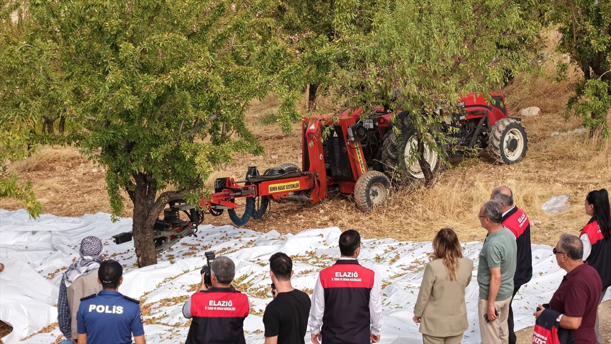 Elazığ'ın Ağın ilçesinde 1200 dekarlık bahçede badem hasadı etkinliği yapıldı