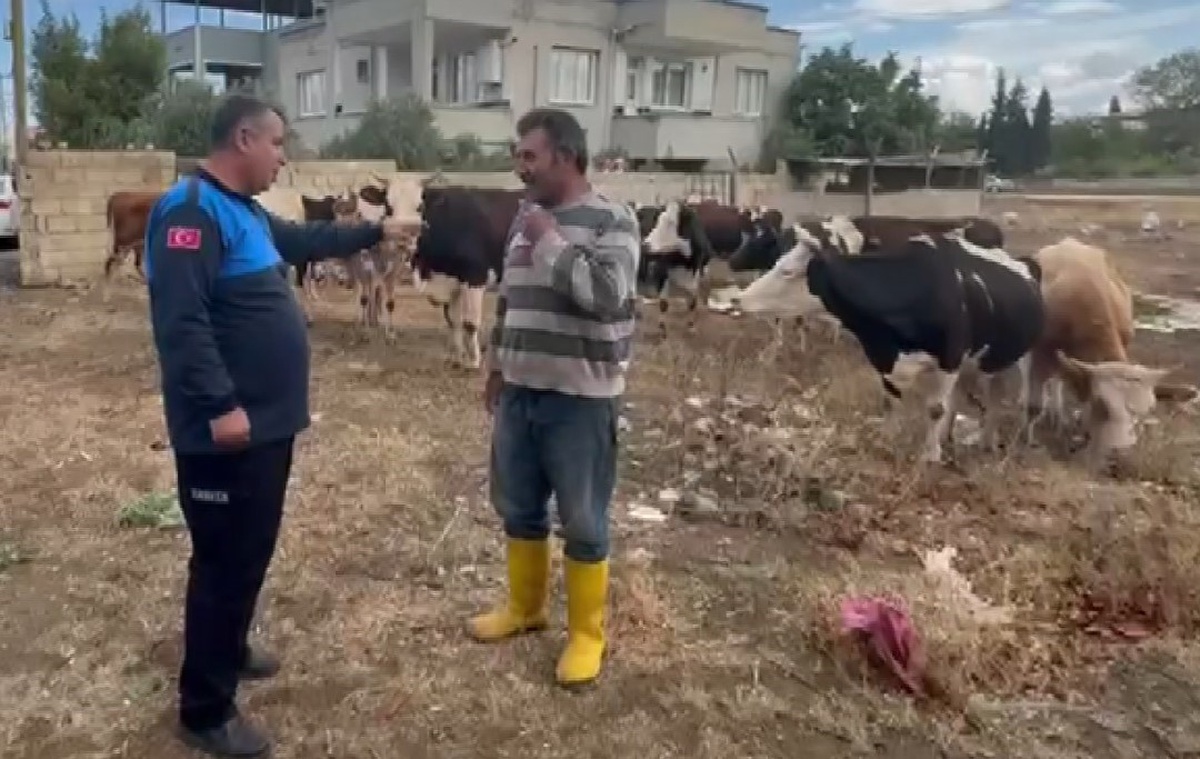 Gaziantep İslahiye'de kaybolan 17 büyükbaş, kulak küpeleri sayesinde sahibine verildi