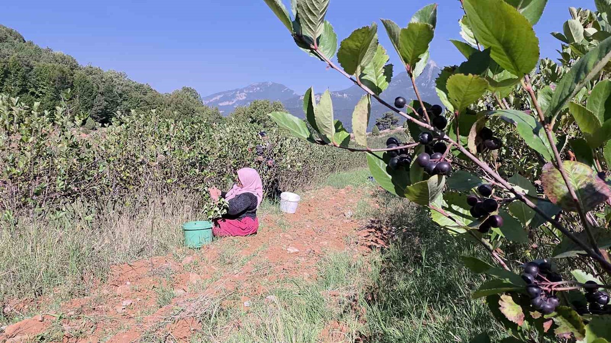 Hatay Hassa'da çiftçi Fırat Turan Gıttık, kilogramı 200 TL olan aronyada hasada başladı