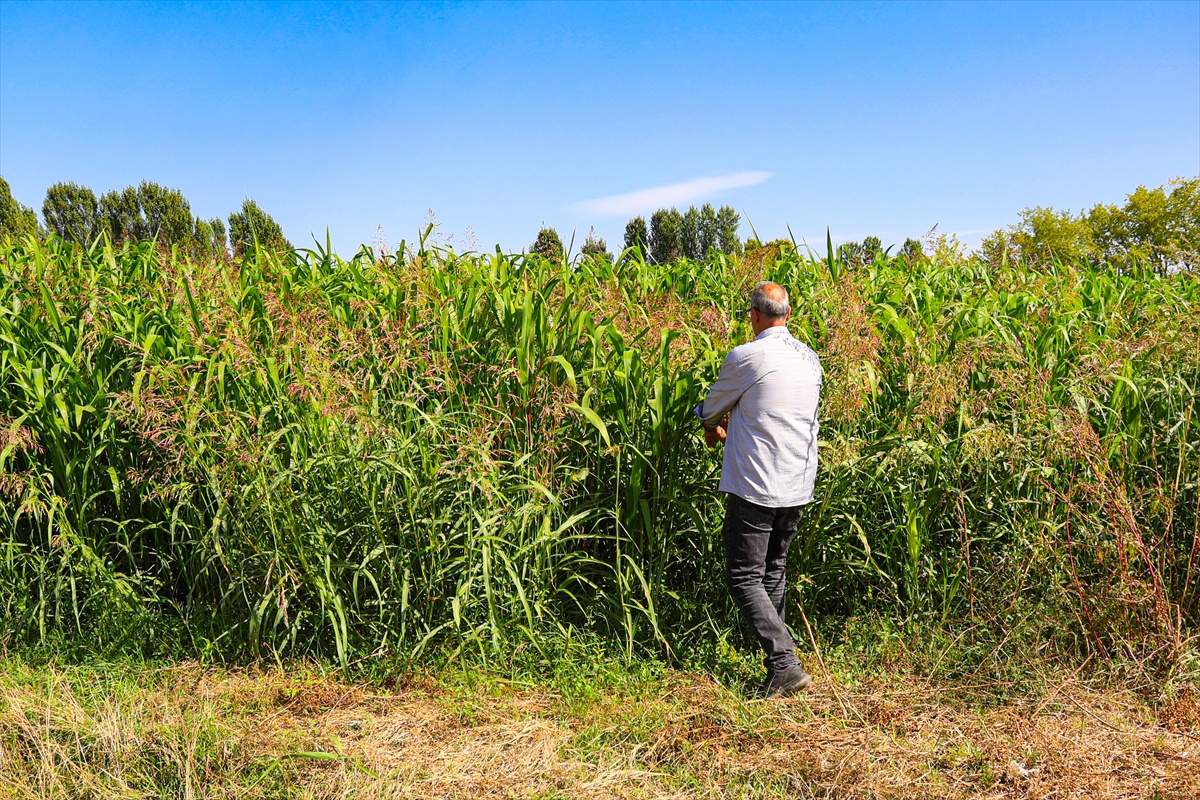Iğdır'da sorgum-sudan otu melezinden dönüm başına 5 ton verim alındı