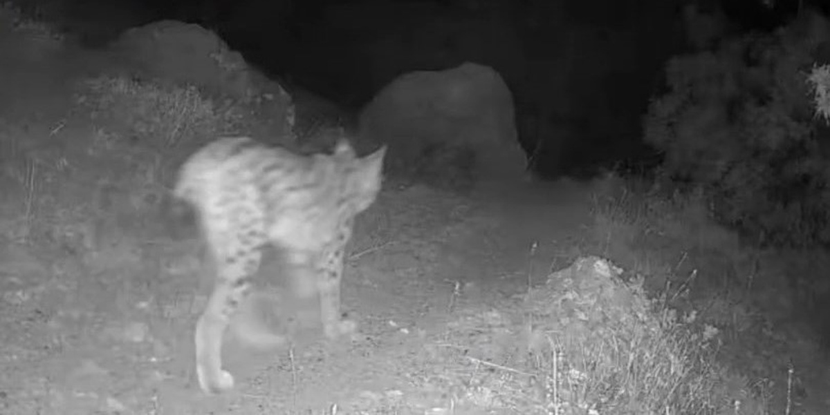Tunceli Pülümür'de fotokapanda kırmızı listedeki vaşak görüntülendi