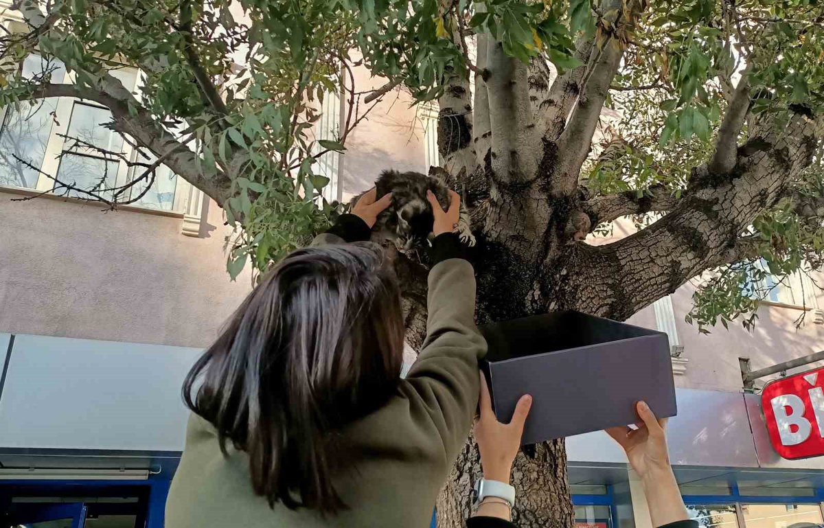 Vatandaşlar, Erzincan'da ağaca çıkan yavru kediyi yaş mamayla aşağı indirdi
