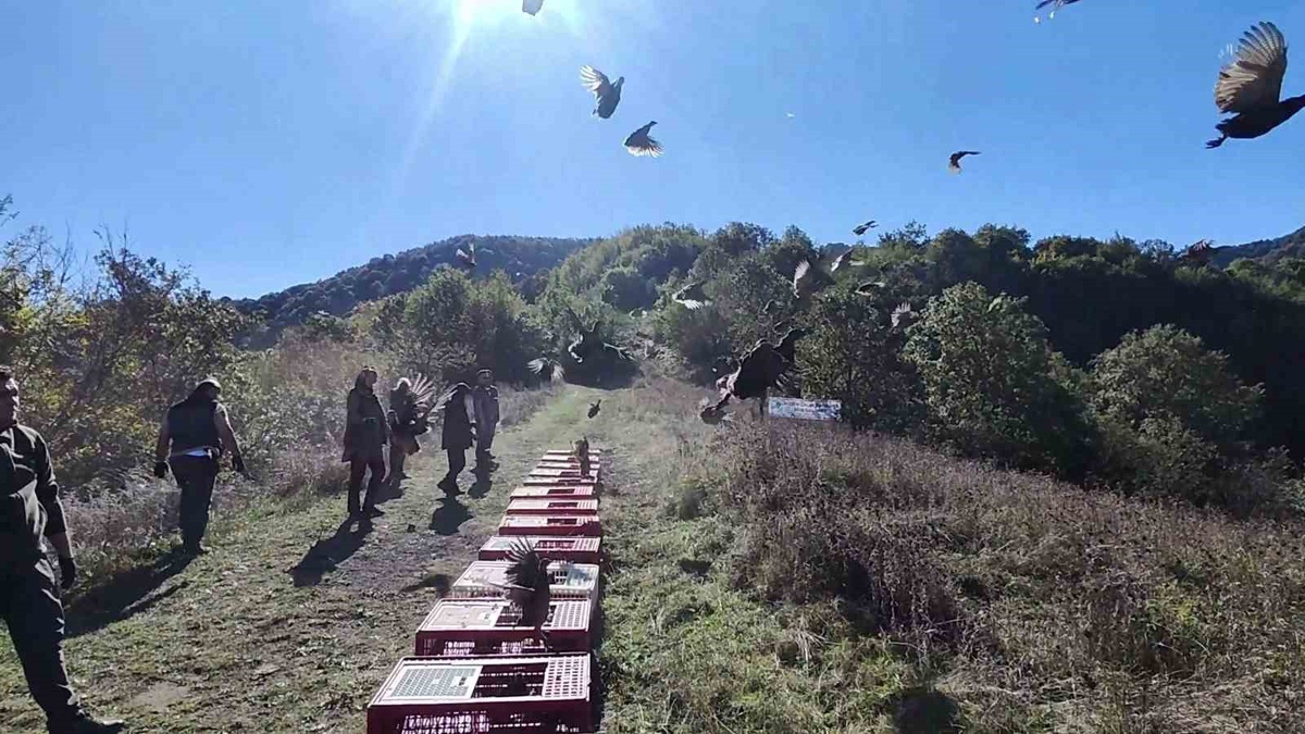 Zonguldak’ta sülünler DKMP ve jandarma ekiplerinin katılımıyla doğaya salındı