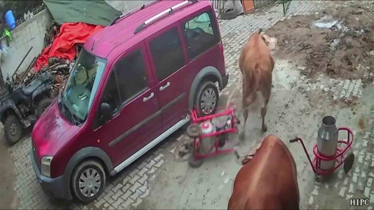 Amasya'da öfkeli boğa komşu ahıra daldı! Süt sağım makinesini boynuzuna takıp sürükledi