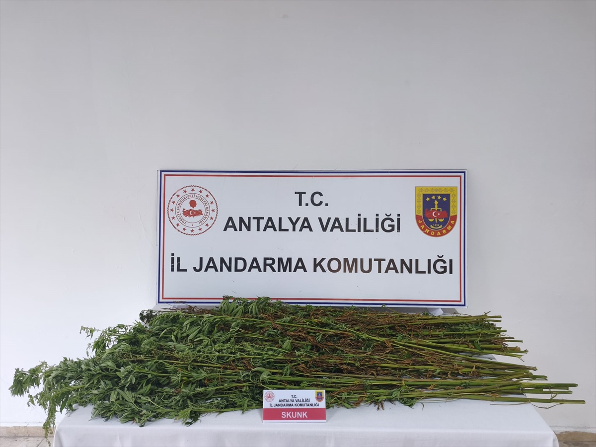 Antalya Serik'te uyuşturucu operasyonunda 80 kök kenevir bulundu, bir zanlı yakalandı
