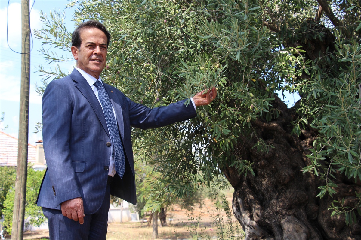 Antalya Zeytinpark'taki 1200 ve 800 yıllık zeytin ağaçları 10 yıldır meyve veriyor
