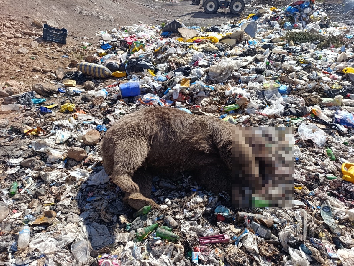 Bingöl'ün Kiğı ilçesinde çöplükte 3 bozayı kurşunlanmış halde ölü bulundu