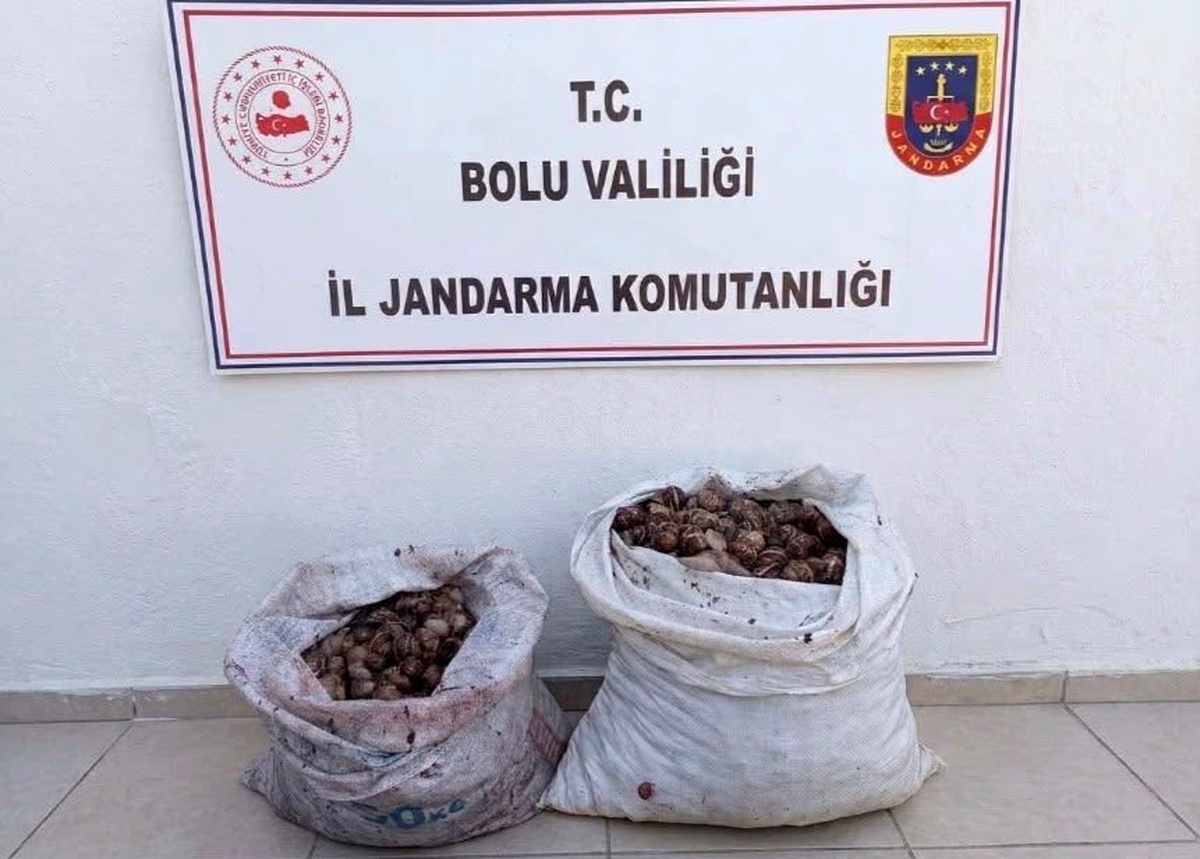Bolu'da izinsiz 60 kilogram salyangoz toplayan 2 kişi jandarma denetiminde yakalandı