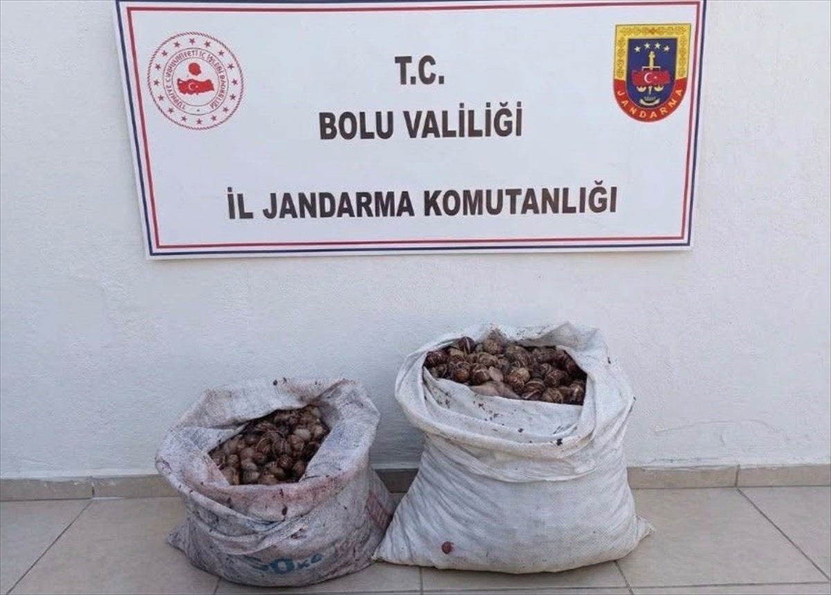 Bolu'nun Çobankaya köyünde izinsiz salyangoz toplayan 2 kişiye idari işlem uygulandı