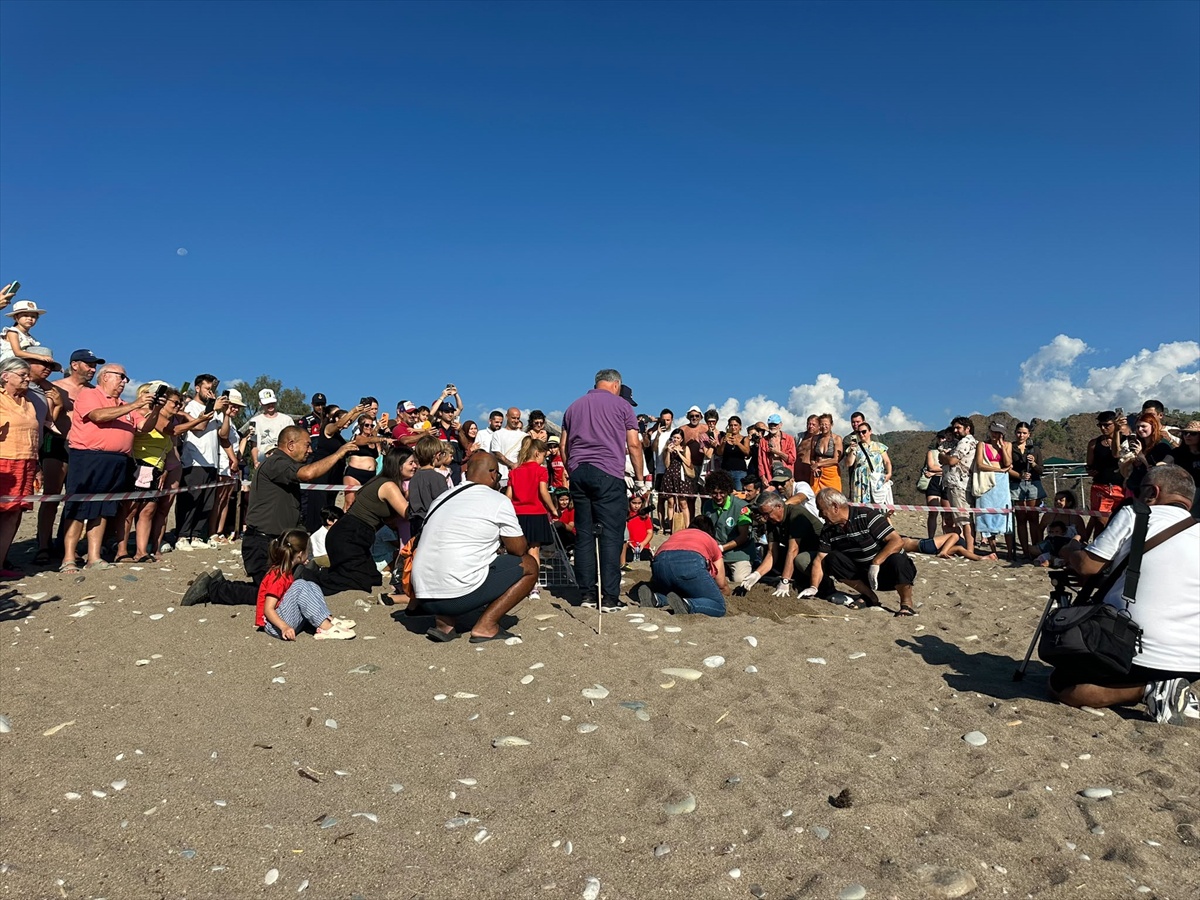 Çıralı'da koruma çalışmaları sona erdi, 3 bin 500 caretta yavrusu denize ulaştı