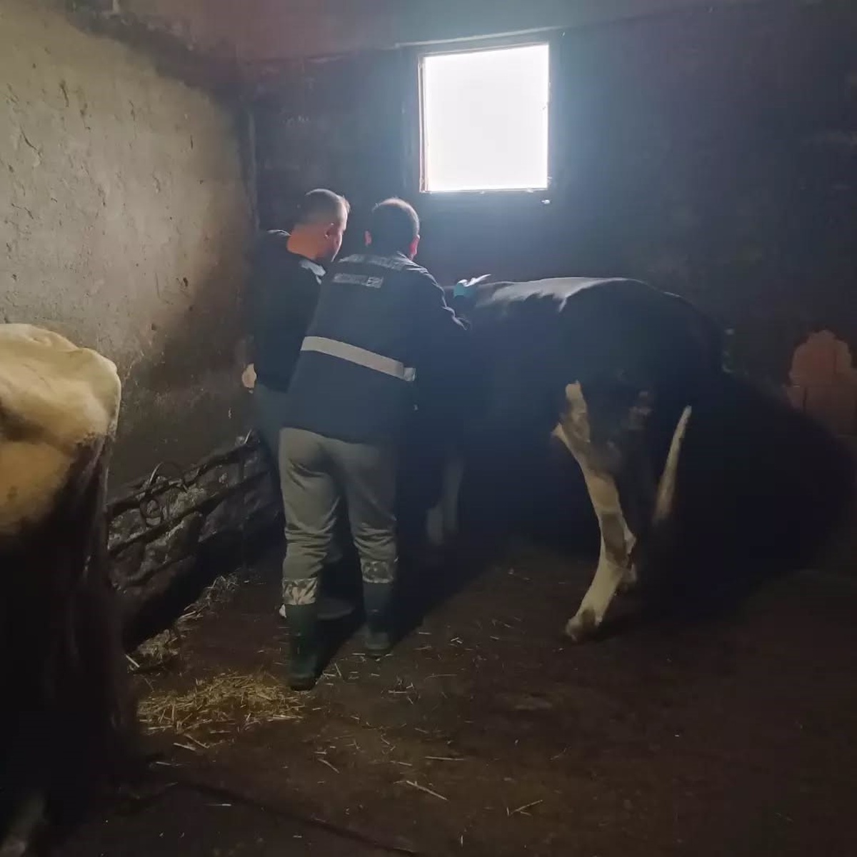 Düzce Yığılca'da Yoğunpelit köyündeki işletmelerde şap ve bruselloz aşılaması yapıldı