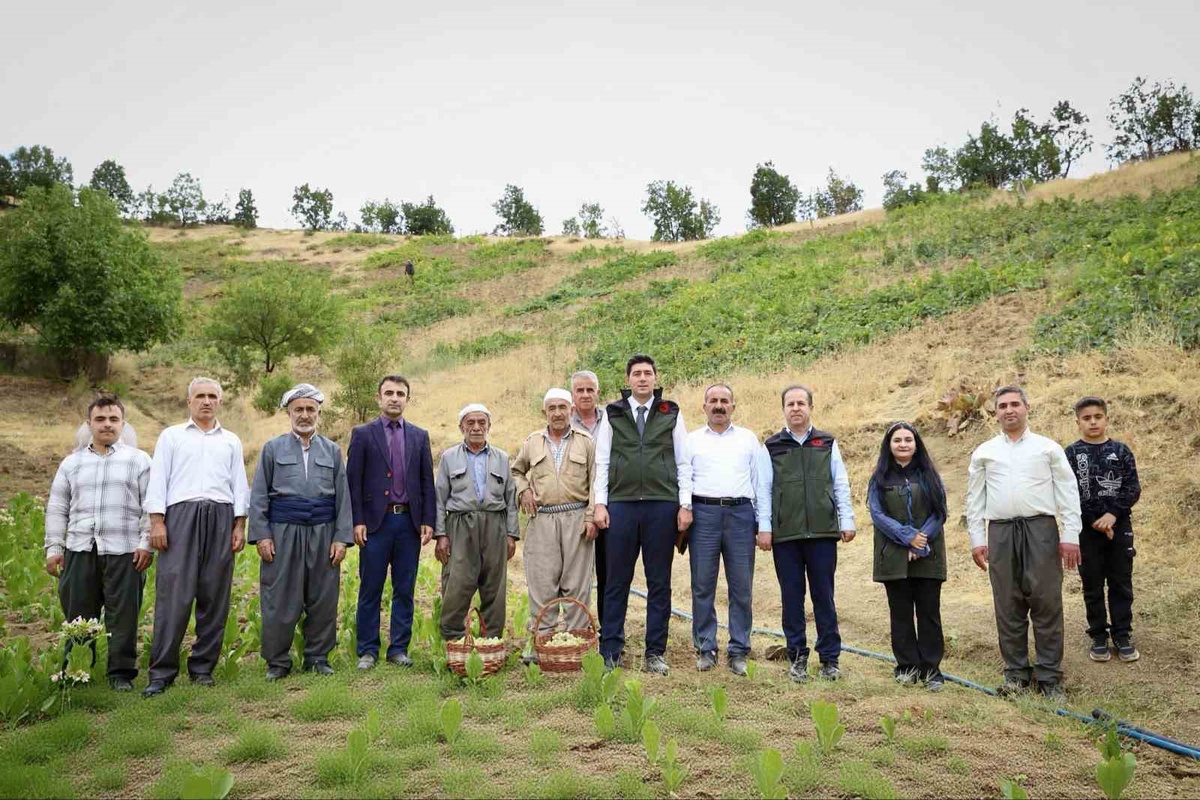Hakkari Şemdinli'de üzüm hasadı başladı, Kaymakam Erdoğan üreticilerle buluştu