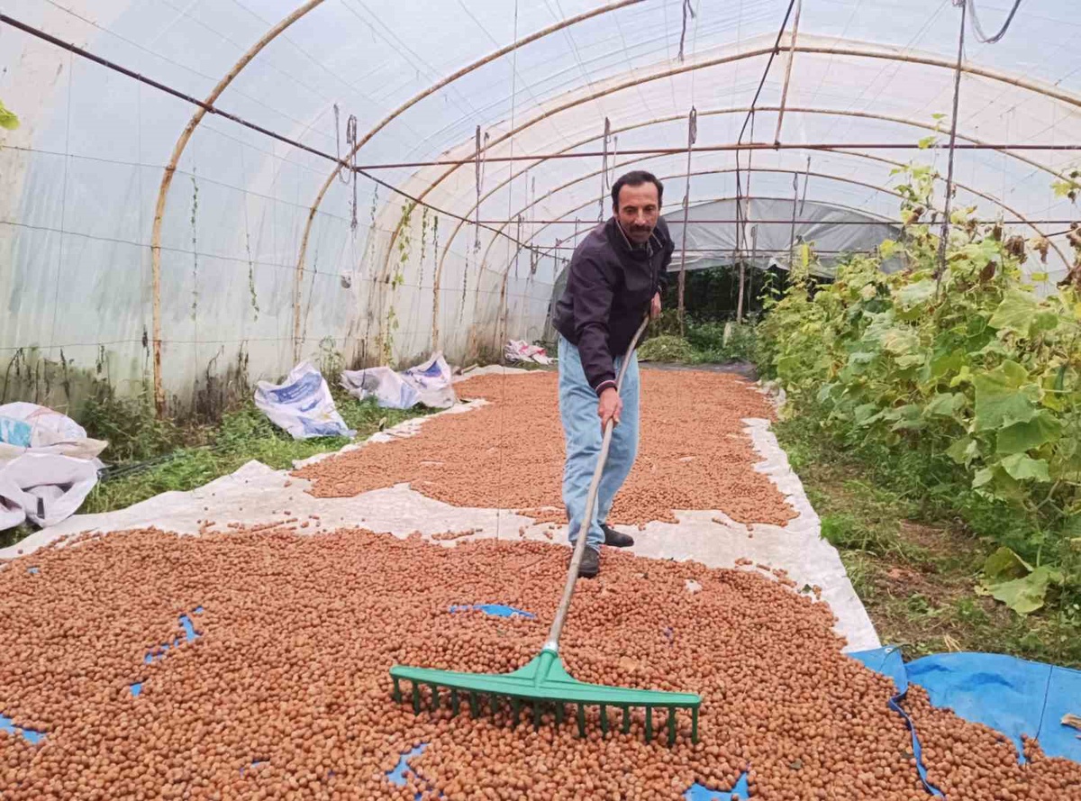 Ordu Kumru'da fındık üreticisi, yağış nedeniyle mahsulünü serada kurutuyor