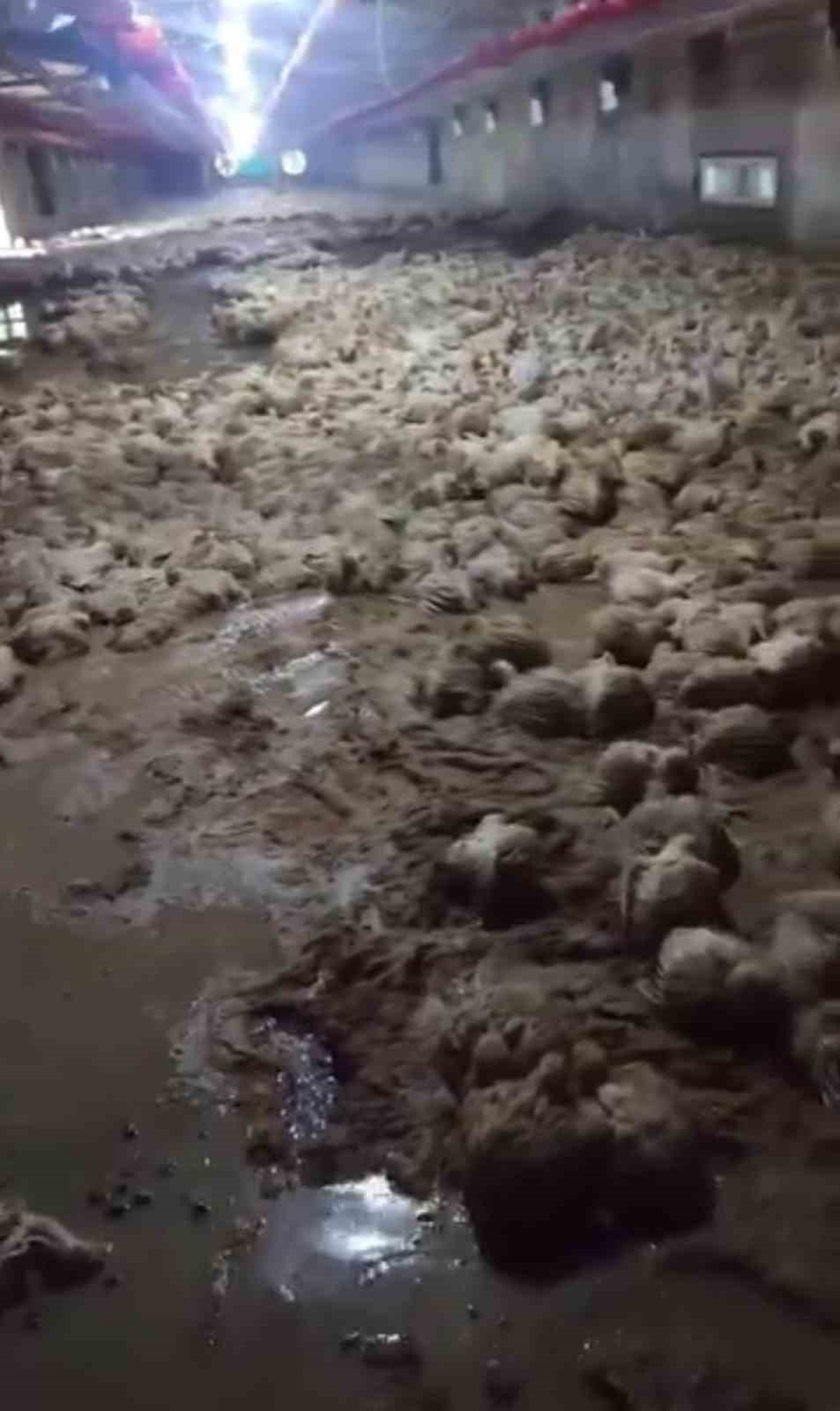 Sakarya Akyazı'da sağanakta tavuk kümesini su bastı, çok sayıda tavuk telef oldu